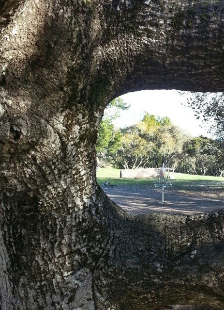 Hole No. 22 at DeLaveaga. (photo by Jack Trageser)