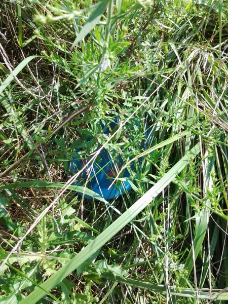 Disc golf hide and seek (photo by Brian Bell)